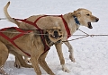 2009-03-14, Competition de traineaux a chiens au Bec-scie (143115)